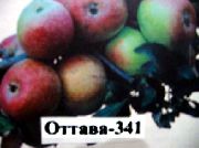 фото Оттава яблоки