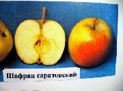 фото Шафран саратовский.  яблоки