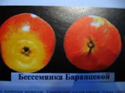 фото Бессемянка Баранцевой яблоки