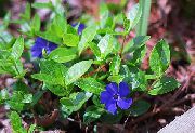 blue Common Periwinkle, Creeping Myrtle, Flower-of-Death  photo
