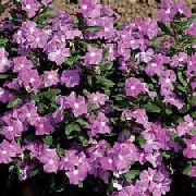 紫丁香 常见的长春花，匍匐桃金娘，花的死亡  照片