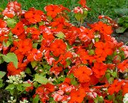 rød Felles Periwinkle, Snikende Myrt, Flower-Of-Death Hage Blomster bilde