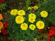 amarillo Caléndula Flores del Jardín foto