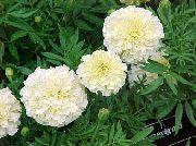 ホワイト マリーゴールド 庭の花 フォト