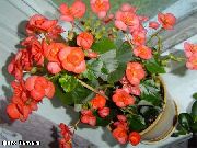 oranžinis Vaškas Begonijoms Sodo Gėlės nuotrauka