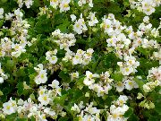 თეთრი ცვილის Begonias ბაღის ყვავილები ფოტო