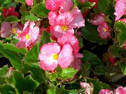 roze Wax Begonia Tuin Bloemen foto