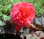rosa Cera Begonia, Begonia Tuberosa Flores del Jardín foto