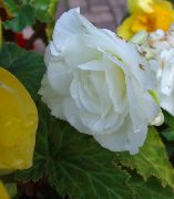 foto Cera Begonia, Begonia Tuberosa Flor