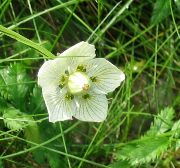 photo Grass of Parnassis, Bog Star Flower