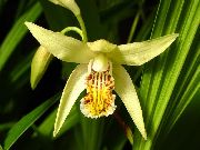 geel Gemalen Orchidee, De Gestreepte Bletilla Tuin Bloemen foto