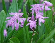 photo Ground Orchid, The Striped Bletilla Flower