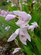 photo white Flower Ground Orchid, The Striped Bletilla