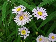 ფოტო ვარდისფერი ყვავილების Bolton ის Aster, თეთრი თოჯინის Daisy, ცრუ Aster, ცრუ გვირილა