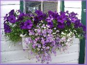 紫丁香 天鹅河菊 园林花卉 照片