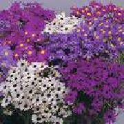 紫 天鹅河菊 园林花卉 照片
