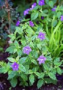 photo bleu ciel  Bush Violet, Saphir Fleurs