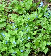 φωτογραφία γαλάζιο λουλούδι Ψευδείς Ξεχνάμε-Me-Not