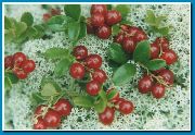 foto crvena Cvijet Lingonberry, Planinska Brusnica, Brusnica