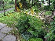 フォト 黄 フラワー 大きな葉のメタカラコウ属、ヒョウ植物、黄金ノボロギク