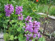紫丁香 Betonica玉兰 园林花卉 照片