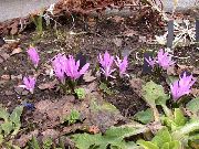 紫丁香 春天的草地藏红花  照片