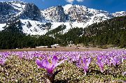снимка люляк Цвете Пролетта Поляна Шафран