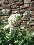 φωτογραφία λευκό λουλούδι Βαλεριάνα, Ηλιοτρόπιο Κήπο