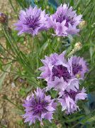 lila Centaurea, Cardo Estrella, Aciano Flores del Jardín foto