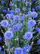 γαλάζιο Knapweed, Αστέρι Γαϊδουράγκαθο, Καλαμποκάλευρο λουλούδια στον κήπο φωτογραφία