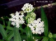 φωτογραφία λευκό λουλούδι Βάλτο Milkweed, Maypops, Αυξήθηκαν Milkweed, Κόκκινο Milkweed