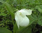 white Lady Slipper Orchid Garden Flowers photo