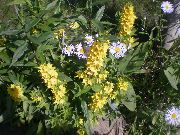 ფოტო ყვითელი ყვავილების ყვითელი Loosestrife