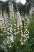 foto Lysimachia Ephemerum Blomst