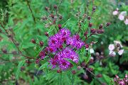 foto Ironweed Blomma