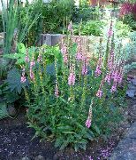 ვარდისფერი Longleaf Speedwell ბაღის ყვავილები ფოტო