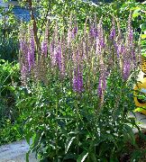 photo purple Flower Longleaf Speedwell