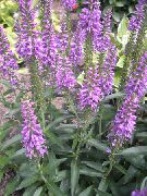 იასამნისფერი Longleaf Speedwell ბაღის ყვავილები ფოტო