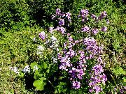 φωτογραφία Γλυκό Πυραύλων, Πυραύλων Νταμ λουλούδι