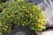 yellow Vitaliana Garden Flowers photo