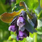 purper Honeywort, Blauw Garnalen Plant, Blauwe Wax Bloem  foto