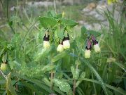 dzeltens Honeywort, Zils Garneles Augs, Zils Vaska Zieds  foto