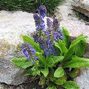 mėlynas Wulfenia Sodo Gėlės nuotrauka