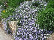 lichtblauw Rotsduif Winde Tuin Bloemen foto