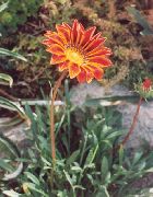 bilde orange  Skatten Blomst
