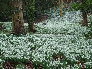 wit Sneeuwklokje Tuin Bloemen foto