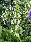 фото білий Квітка Галтонія