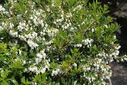 foto bijela Cvijet Gaultheria, Checkerberry