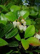 foto Gaultheria, Checkerberry Blomst