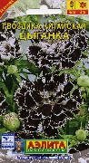 foto Dianthus, Rosa Porcellana Fiore